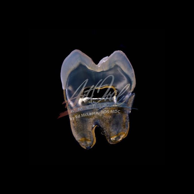 Dental Art 17